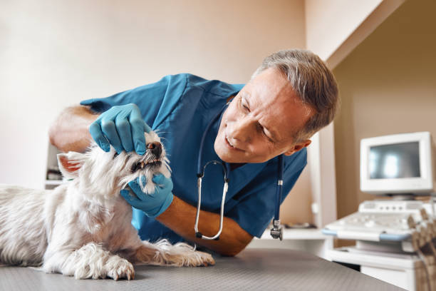Best 24-Hour Emergency Dentist in Beverly Hills, FL